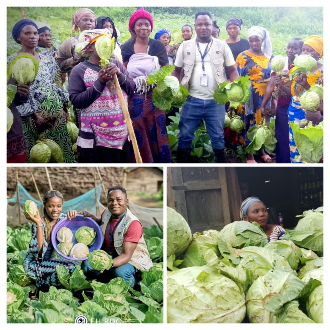 Récolte des choux issus des semences : un succès pour la SONAHU Asbl et l’AVSD grâce à l’appui financier de FH RDC